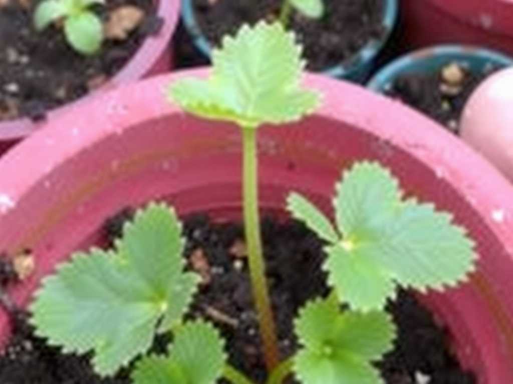 How to Fix Sundew Leaves Wilting After Transplanting How to Fix Sundew Leaves Wilting After Transplanting
